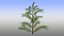 Pinus
