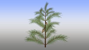 Pinus