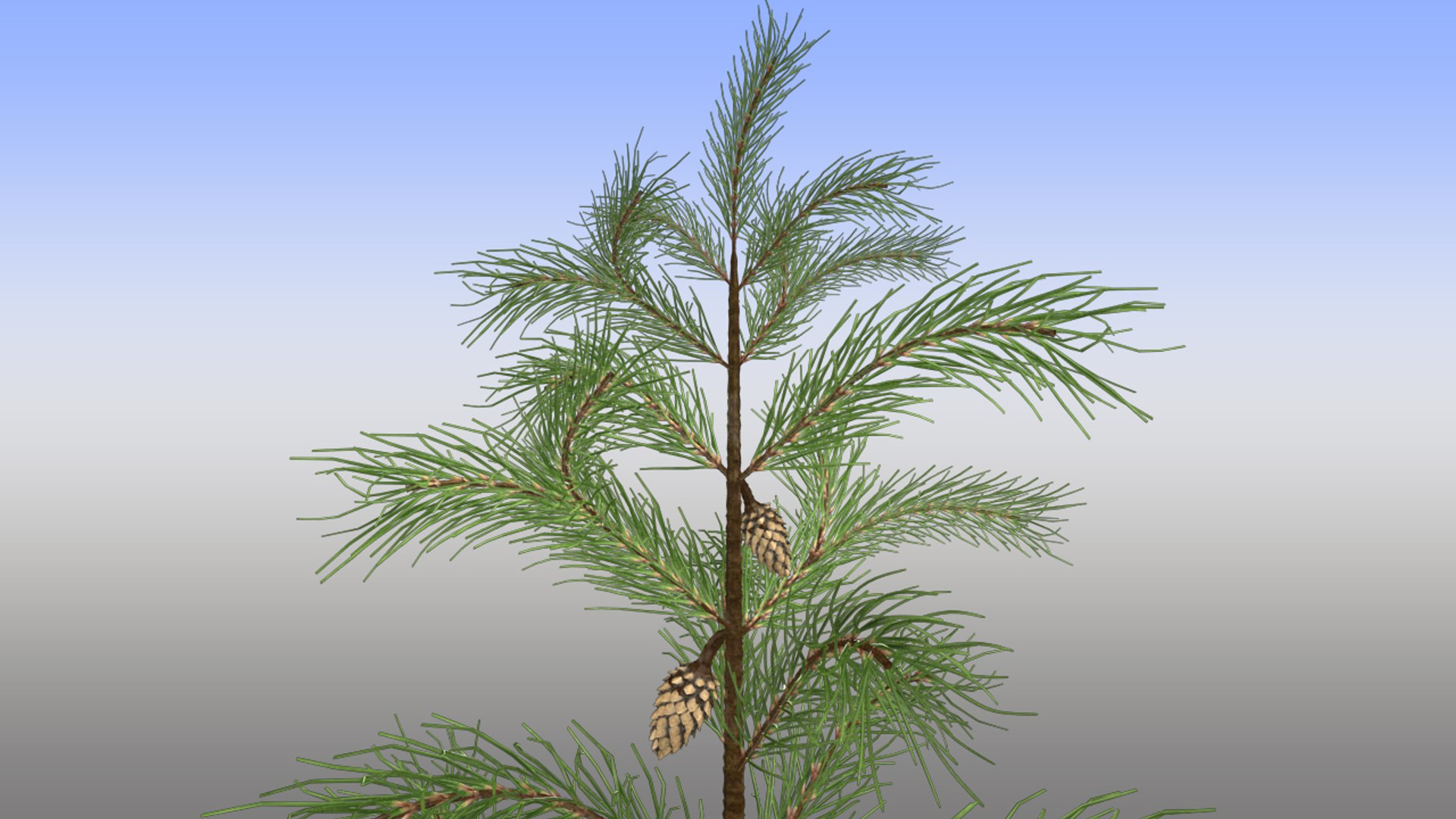 3d pines pinus https://p.turbosquid.com/ts-thumb/DJ/N47KDD/7QRl3Js1/pinus_02/jpg/1377760956/1920x1080/fit_q87/a2424c9c58681564a669d54fa67ad554a4503c2f/pinus_02.jpg