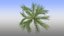 Pinus