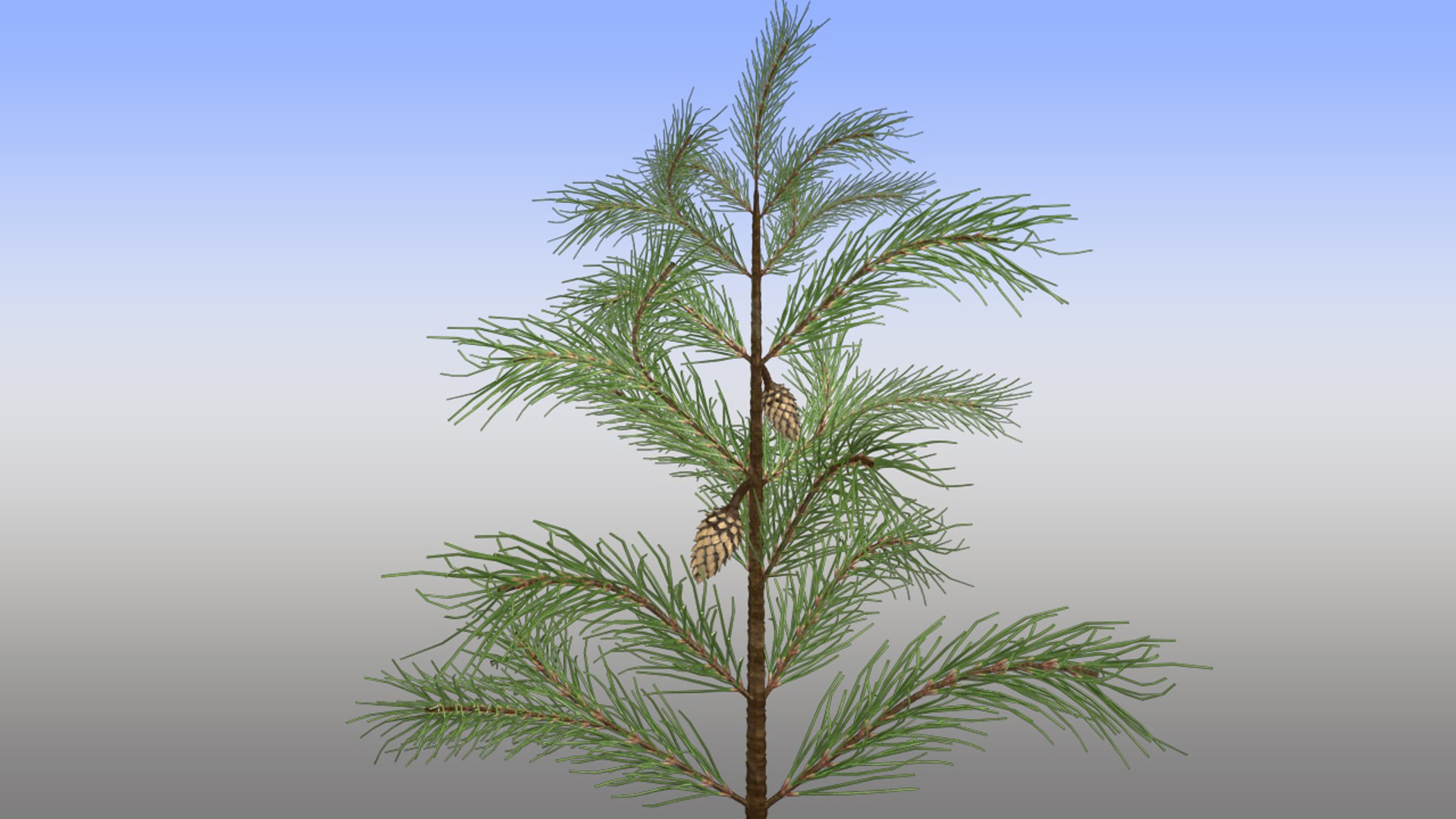 3d Pines Pinus