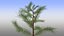 Pinus