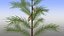 Pinus