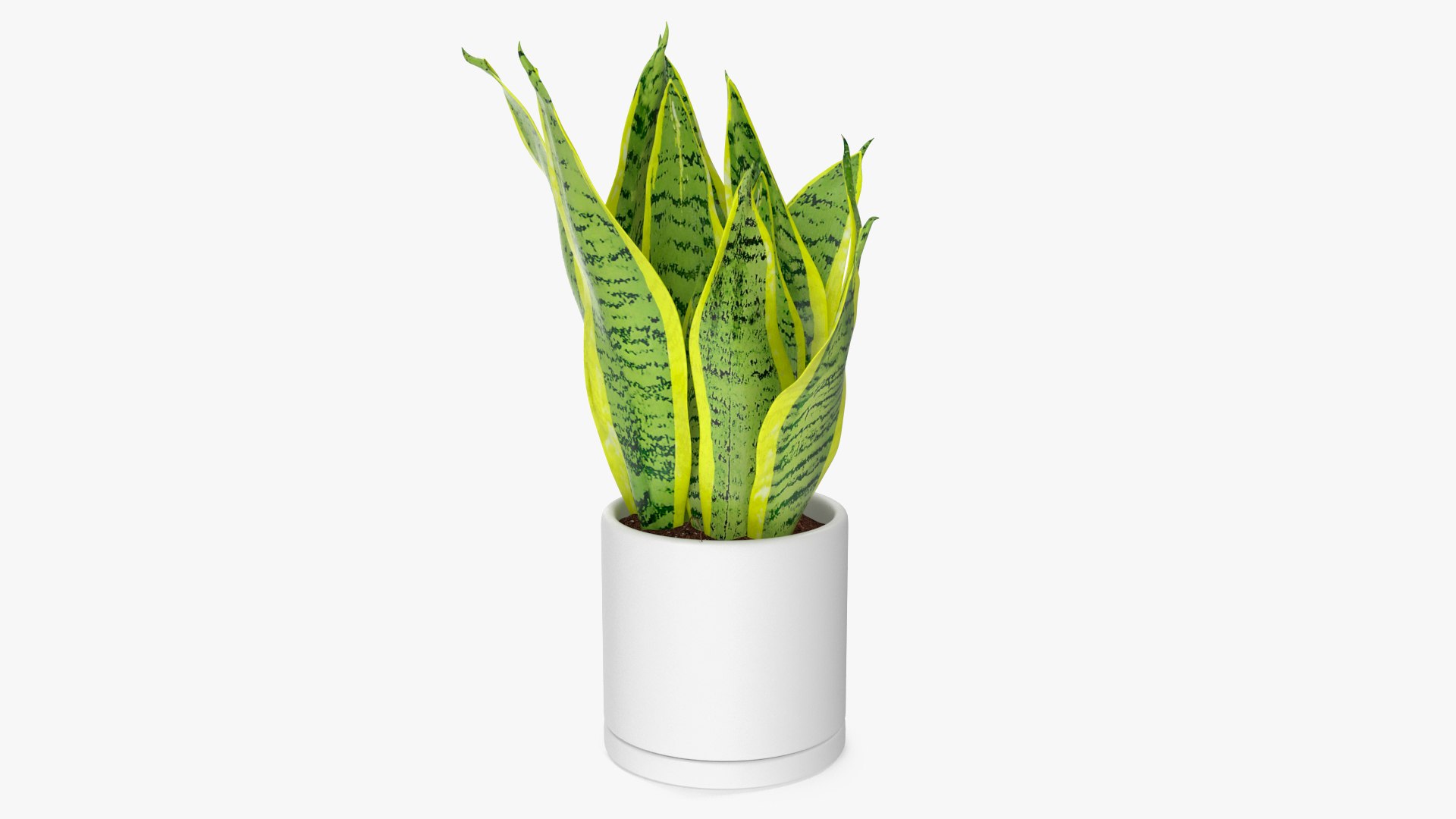 Dracaena Trifasciata 3D model preview