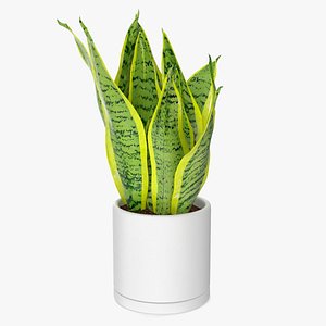 Dracaena Trifasciata 3D model