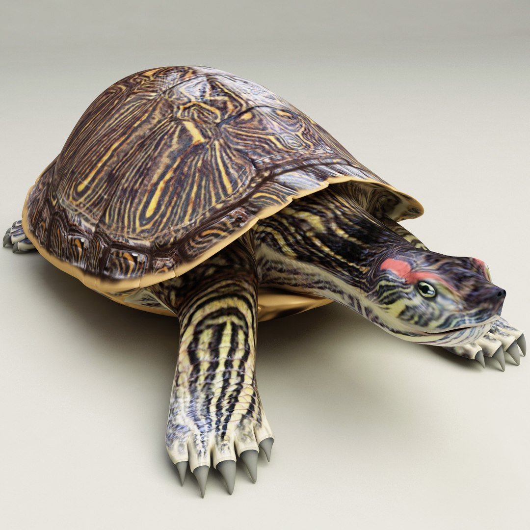 turtle red-eared slider poses 3d lwo