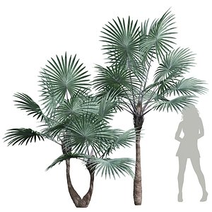 New Plant High detail Bismarckia Nobilisi Palm Decorative 3D model