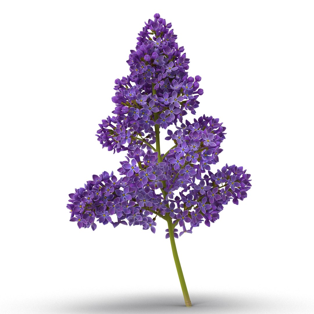 Syringa Lilac 5 3D Model 3D model preview