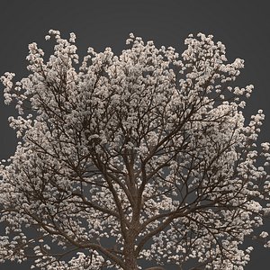 2021 PBR Almond Tree Collection - Prunus Dulcis model