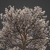 2021 PBR Almond Tree Collection - Prunus Dulcis