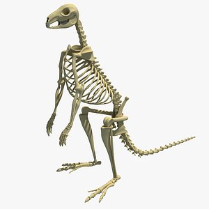 3ds max kangaroo skeleton