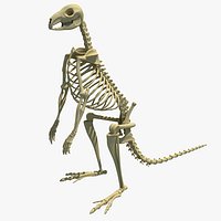 Kangaroo Skeleton