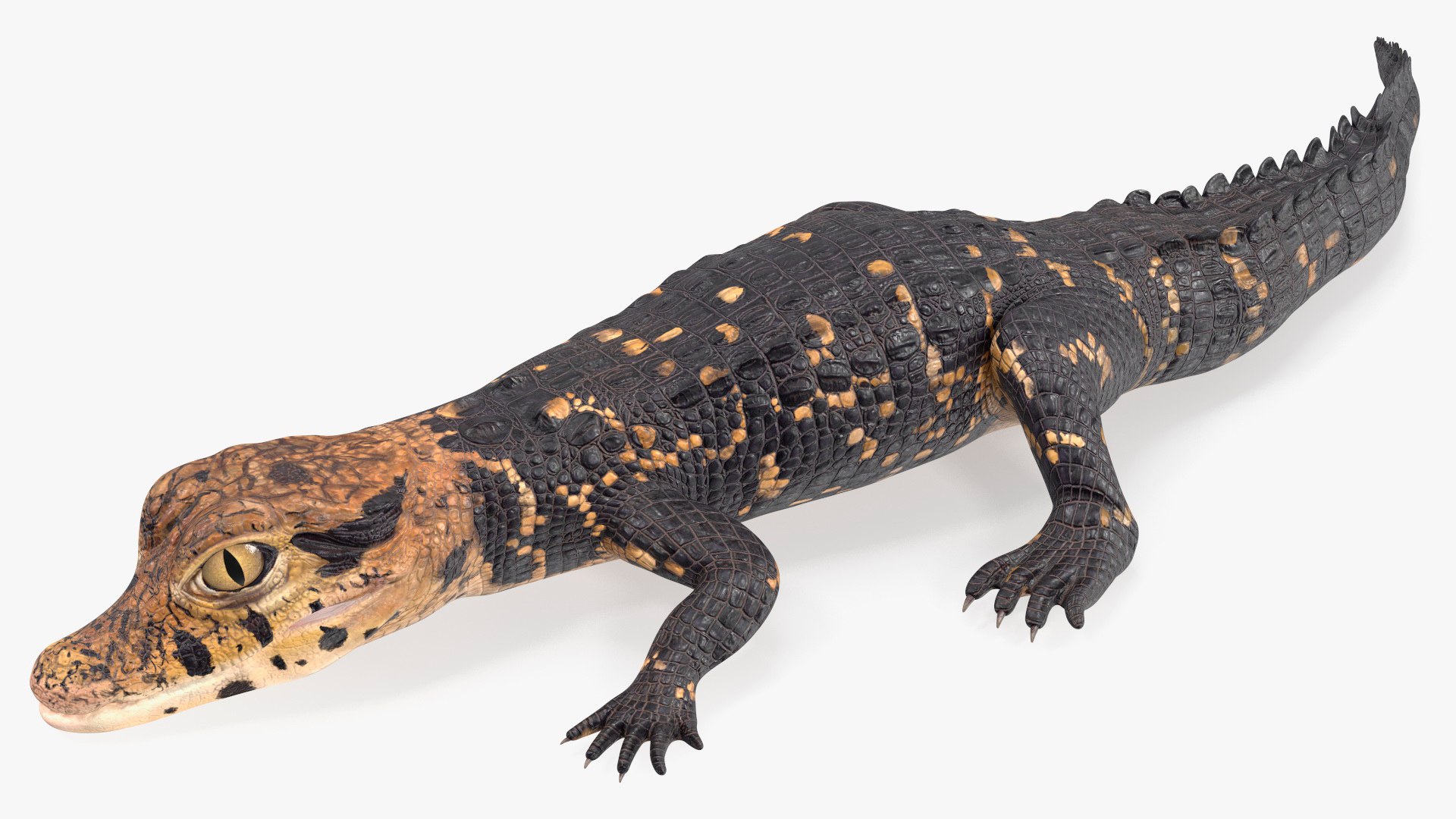 Black Caiman Baby Rigged for Cinema 4D 3D model preview