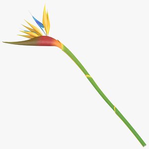 Bird of Paradise - Single Laying