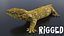 Gecko lizard
