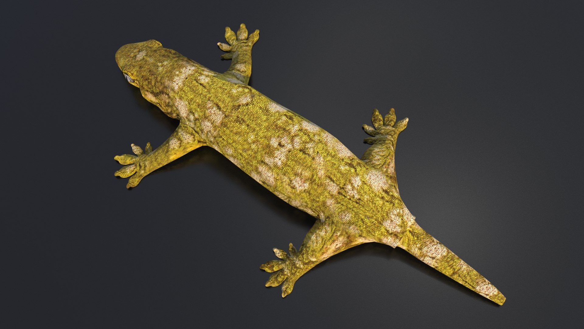 gecko lizard 3D model https://p.turbosquid.com/ts-thumb/DK/3C687J/UG6Vd6dp/gecko2/jpg/1492201250/1920x1080/fit_q87/7883deeb2824832c767939a9553161e31c74c40b/gecko2.jpg