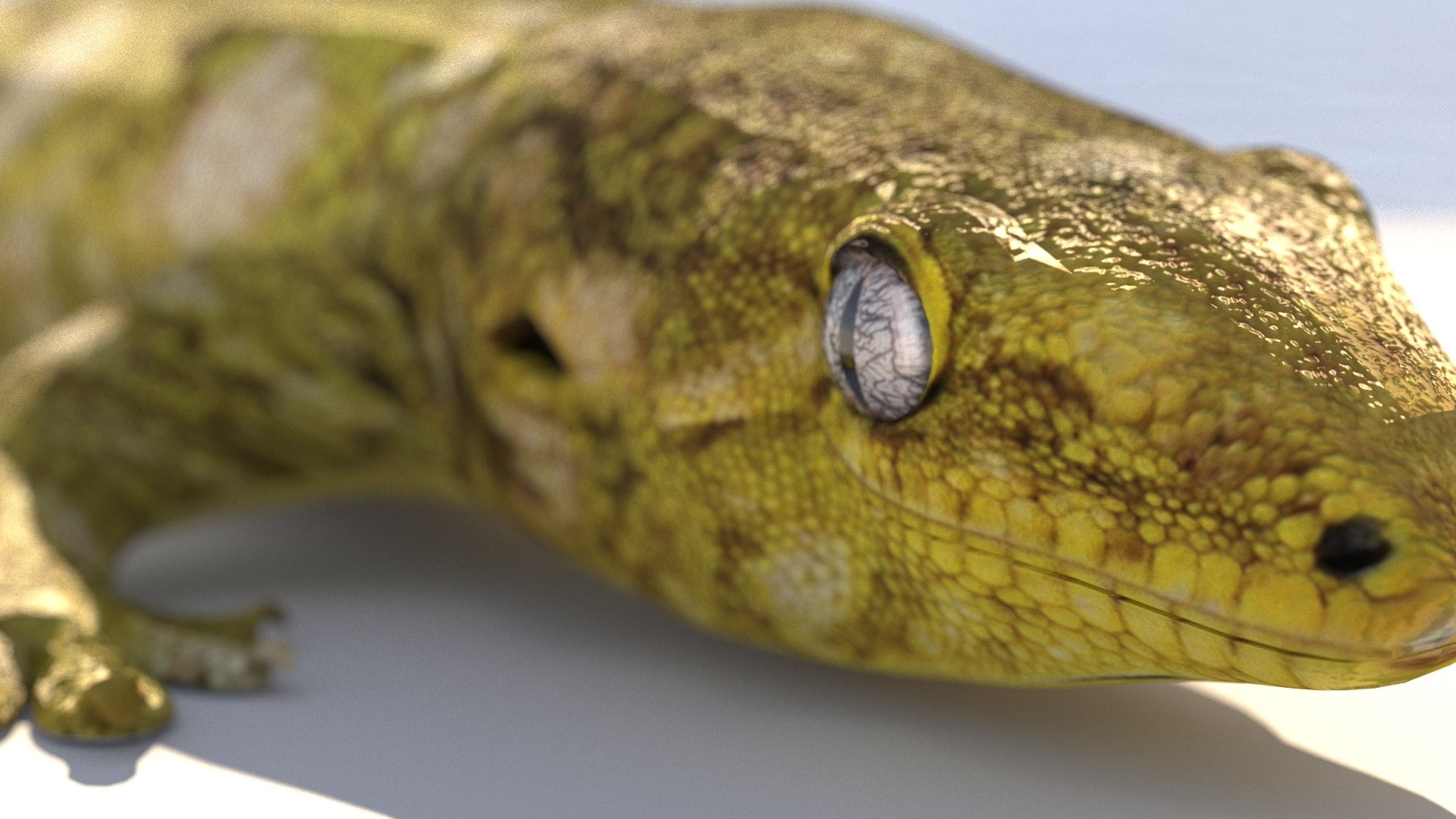 gecko lizard 3D model https://p.turbosquid.com/ts-thumb/DK/3C687J/qo4q41IY/gecko/jpg/1492201225/1920x1080/fit_q87/c1e1fca6ce72e0519f0adb72e45287d46f3a2025/gecko.jpg