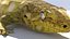 Gecko lizard