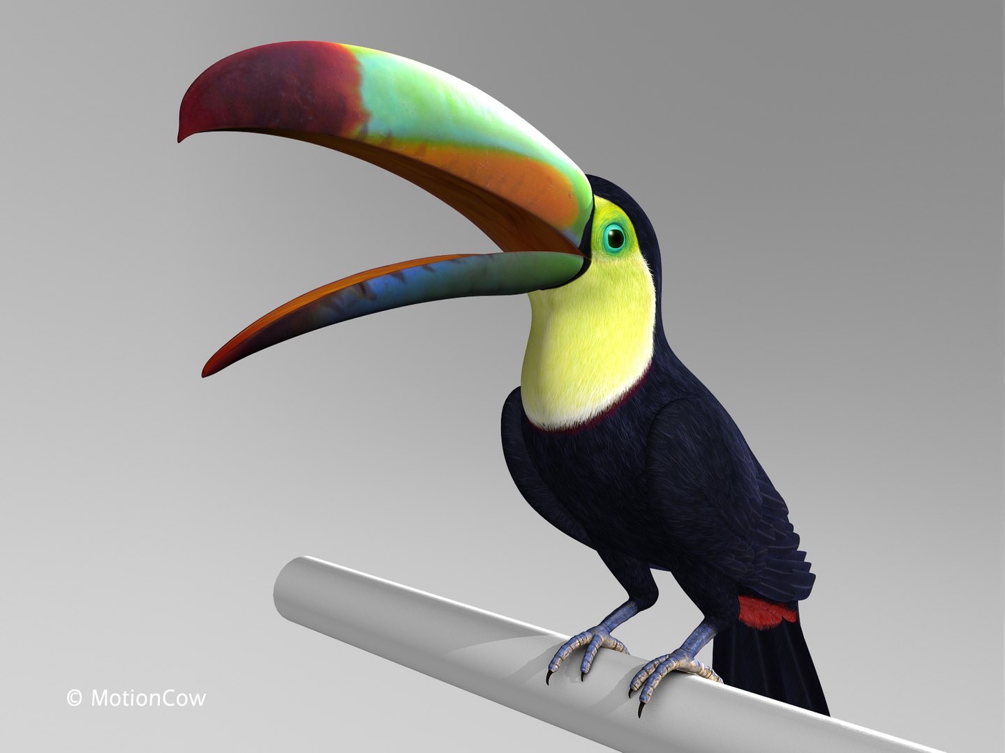 Realistic Toucan Wings Folded Max