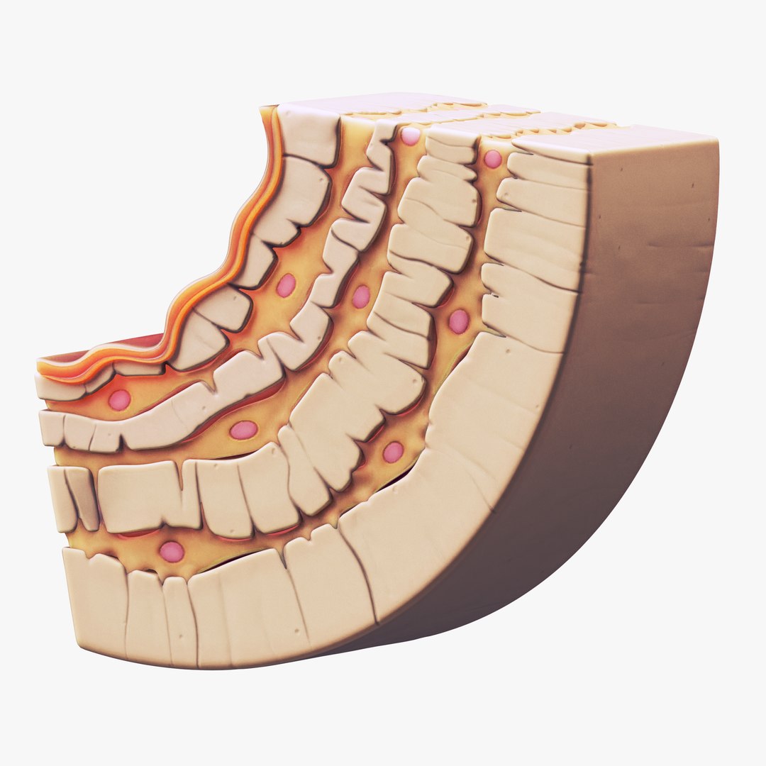 Osteocyte in compact bone Osteon model - TurboSquid 2088676
