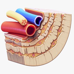 Osteocyte in compact bone Osteon model