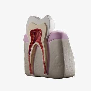 Realistic Tooth Anatomy Cross Section 3D model