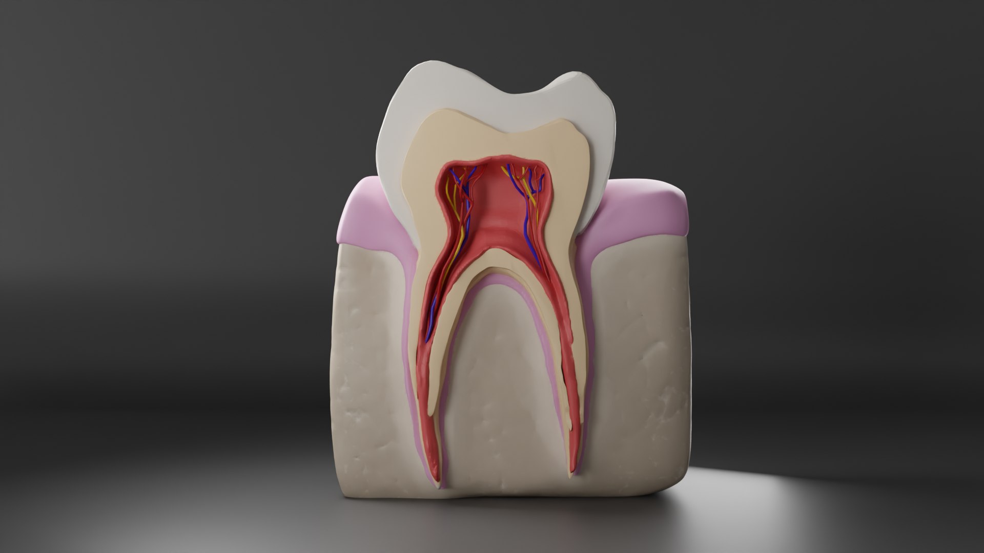 Realistic Tooth Anatomy Cross Section 3D Model - TurboSquid 2531002