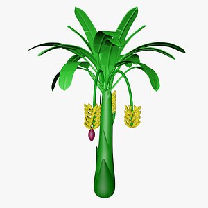 Banana tree model