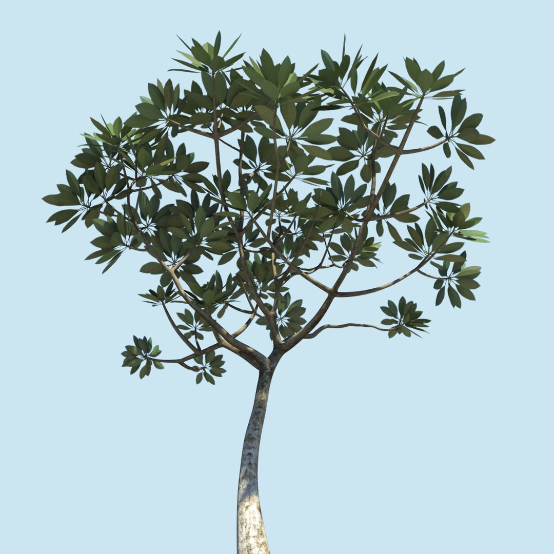 tree frangipani 3d model https://p.turbosquid.com/ts-thumb/DK/j17K14/1xmjGAlV/franjipani05/jpg/1290015399/1920x1080/fit_q87/3fe8d985ae10e9559d6e006cf0d160127d733d3d/franjipani05.jpg