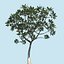 Frangipani Tree
