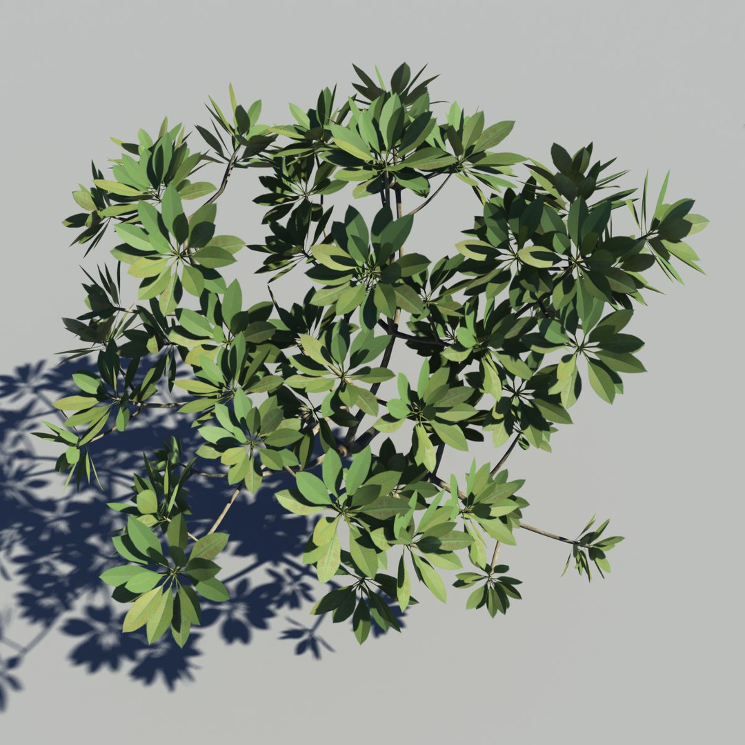 tree frangipani 3d model https://p.turbosquid.com/ts-thumb/DK/j17K14/6Z50gpIw/franjipani02/jpg/1290015399/1920x1080/fit_q87/f937eb308c998bcc3e6c9260b14cdfccc9e1c462/franjipani02.jpg
