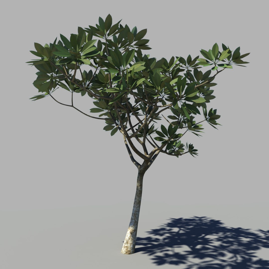 tree frangipani 3d model https://p.turbosquid.com/ts-thumb/DK/j17K14/MTUwY5Tp/franjipani04/jpg/1290015399/1920x1080/fit_q87/baf49e624b25200b8e3c5be87d118cf008e75bda/franjipani04.jpg