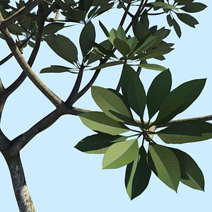 tree frangipani 3d model