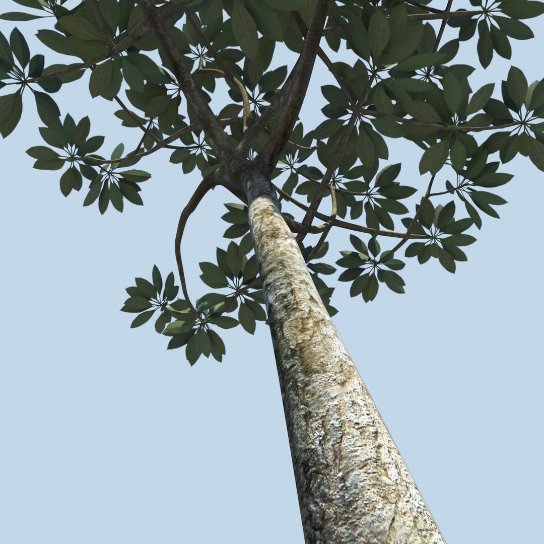 tree frangipani 3d model https://p.turbosquid.com/ts-thumb/DK/j17K14/uQ0e88sa/franjipani01/jpg/1290015399/1920x1080/fit_q87/7b8a462190c13c51306cf855cf786bdec4c3bb91/franjipani01.jpg