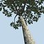 Frangipani Tree
