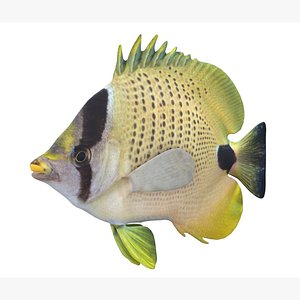 Milletseed Butterflyfish