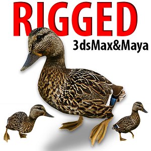 Duck