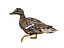 canard
