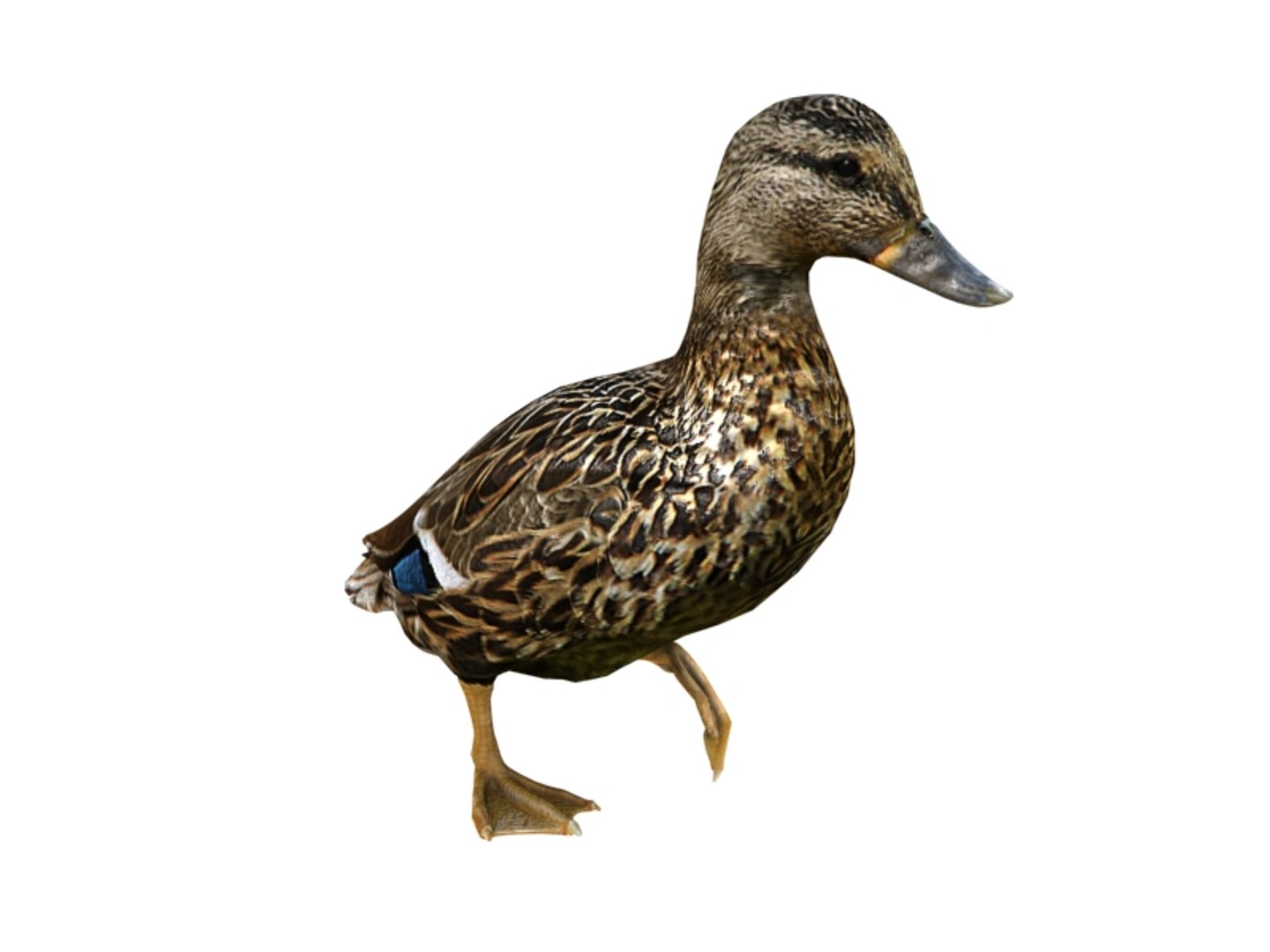 3d model duck animation