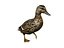 canard