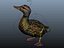 canard