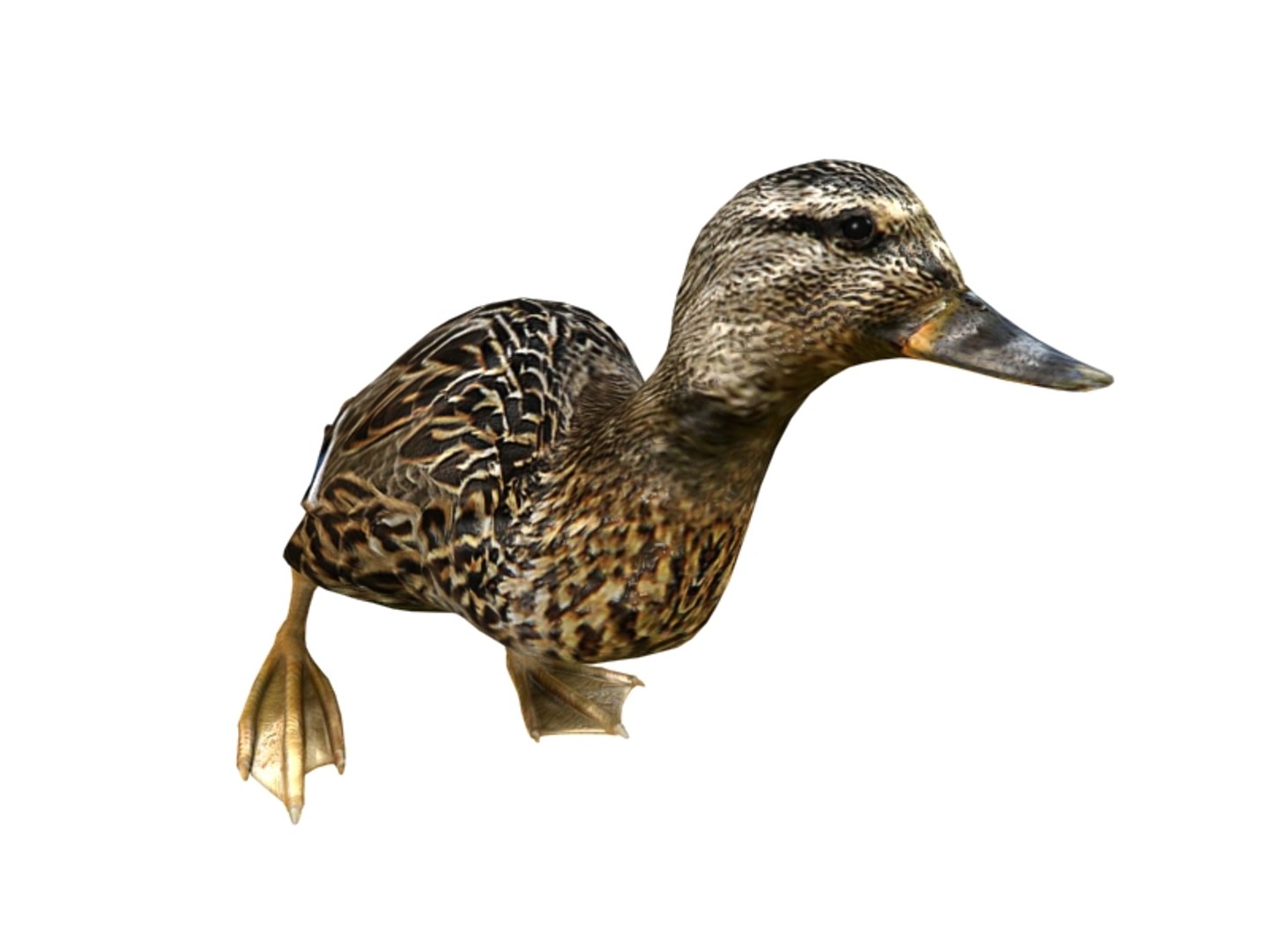 3d model duck animation https://p.turbosquid.com/ts-thumb/DK/nt3a2I/hGesvt3F/2/jpg/1423657362/1920x1080/fit_q87/5b1ea0ac4572b66ad71eaa7ed97b8b5d2a2911a5/2.jpg