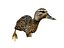 canard