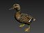 canard