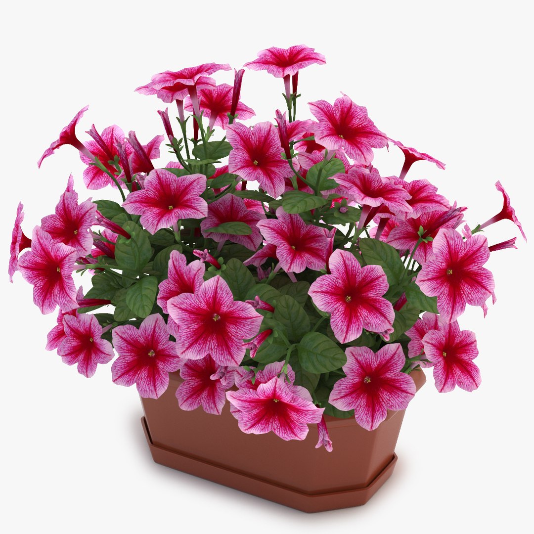 Petunia Pink Obj