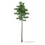 Scots Pine Tree (Pinus sylvestris) 23.6m