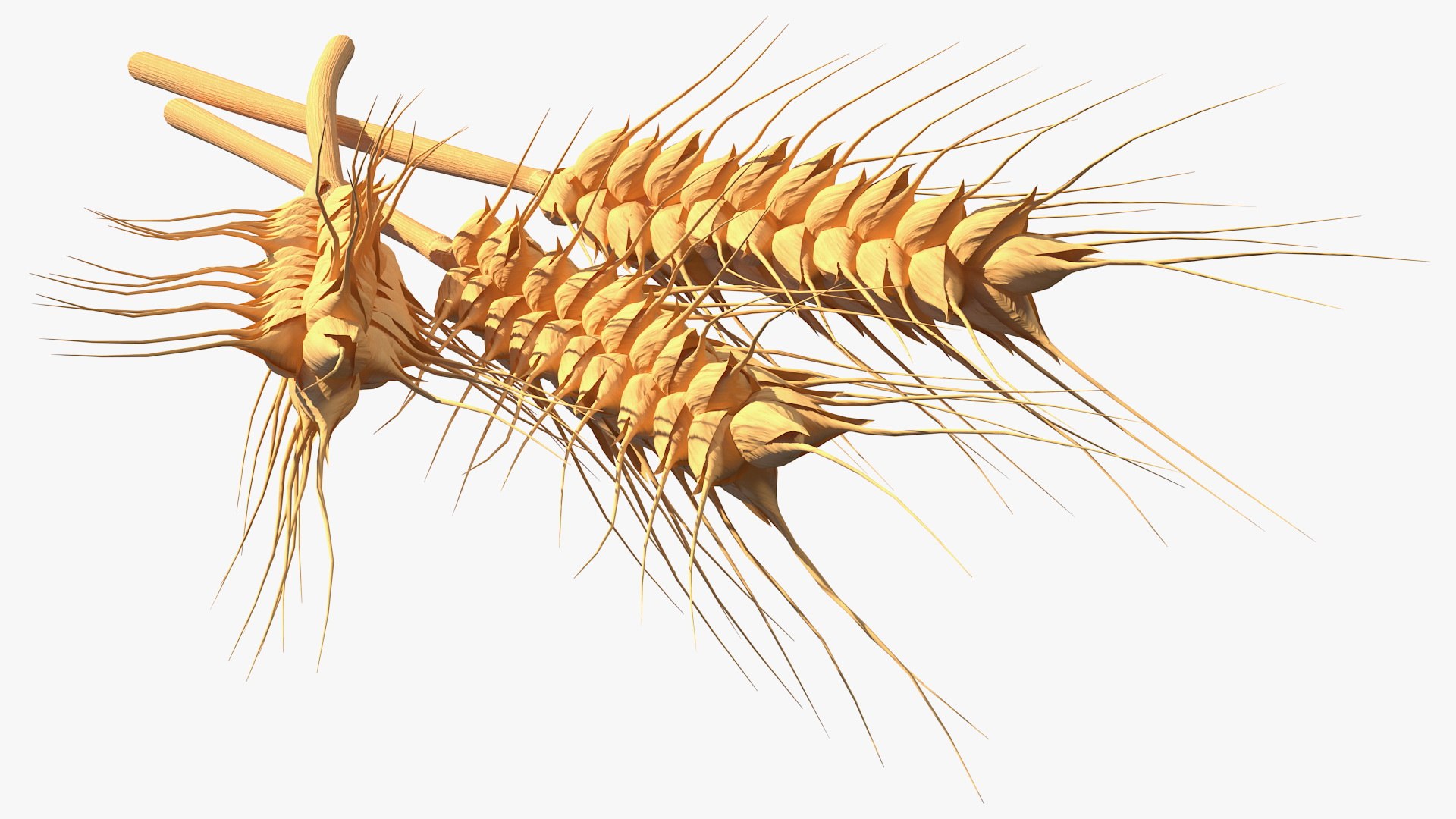 3D wheat 2 model https://p.turbosquid.com/ts-thumb/DL/9Qpjw7/K2Y0VRIi/wheatcollection23dsmodel023/jpg/1599716759/1920x1080/fit_q87/f68a06a4a2e0bd29dd7e637f995eed44fec4b9c5/wheatcollection23dsmodel023.jpg