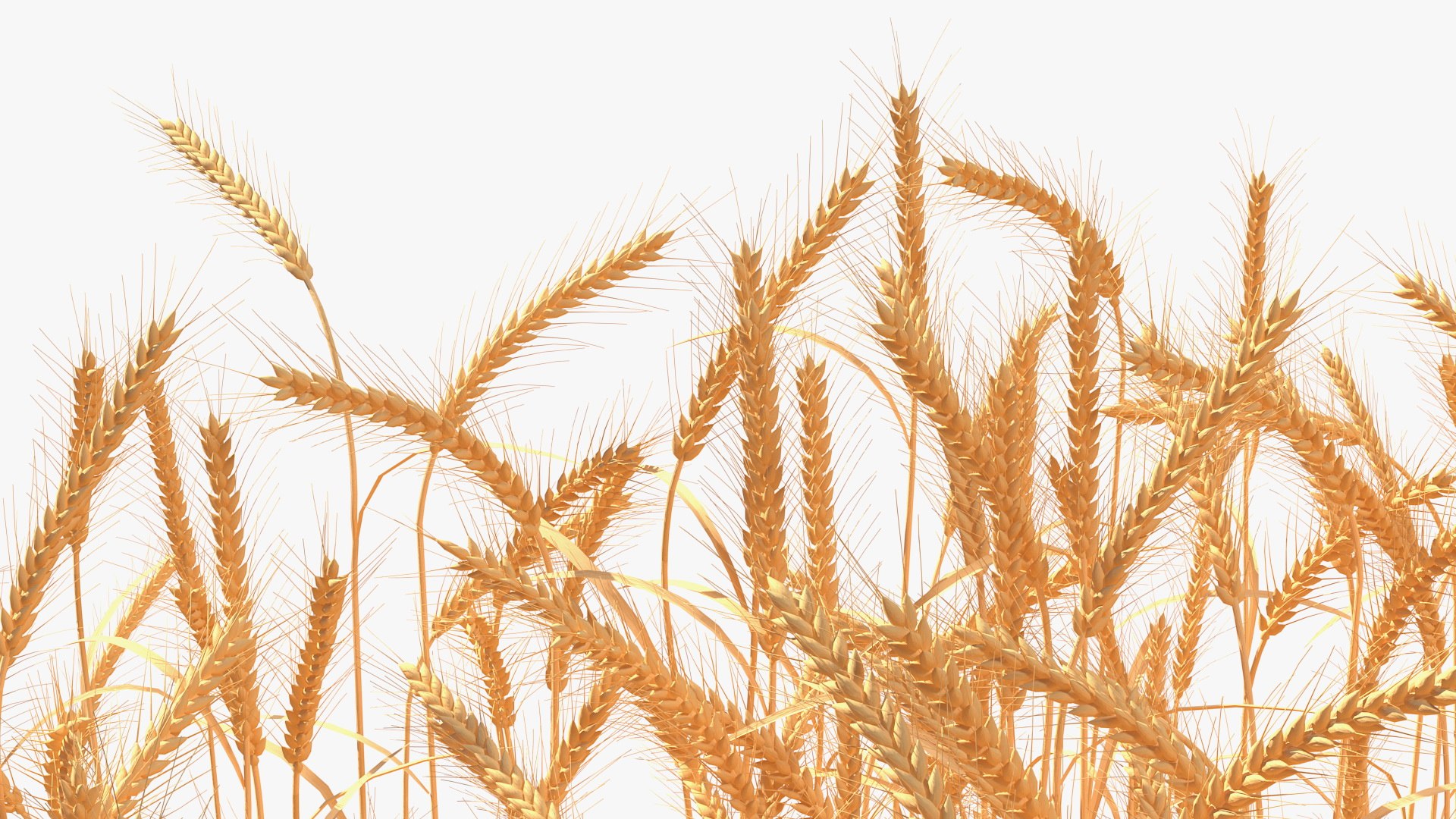 3D wheat 2 model https://p.turbosquid.com/ts-thumb/DL/9Qpjw7/Um1zUAlj/wheatcollection23dsmodel013/jpg/1599716733/1920x1080/fit_q87/73a2180612d3ffa16dd7814e563acfd34176c2ba/wheatcollection23dsmodel013.jpg
