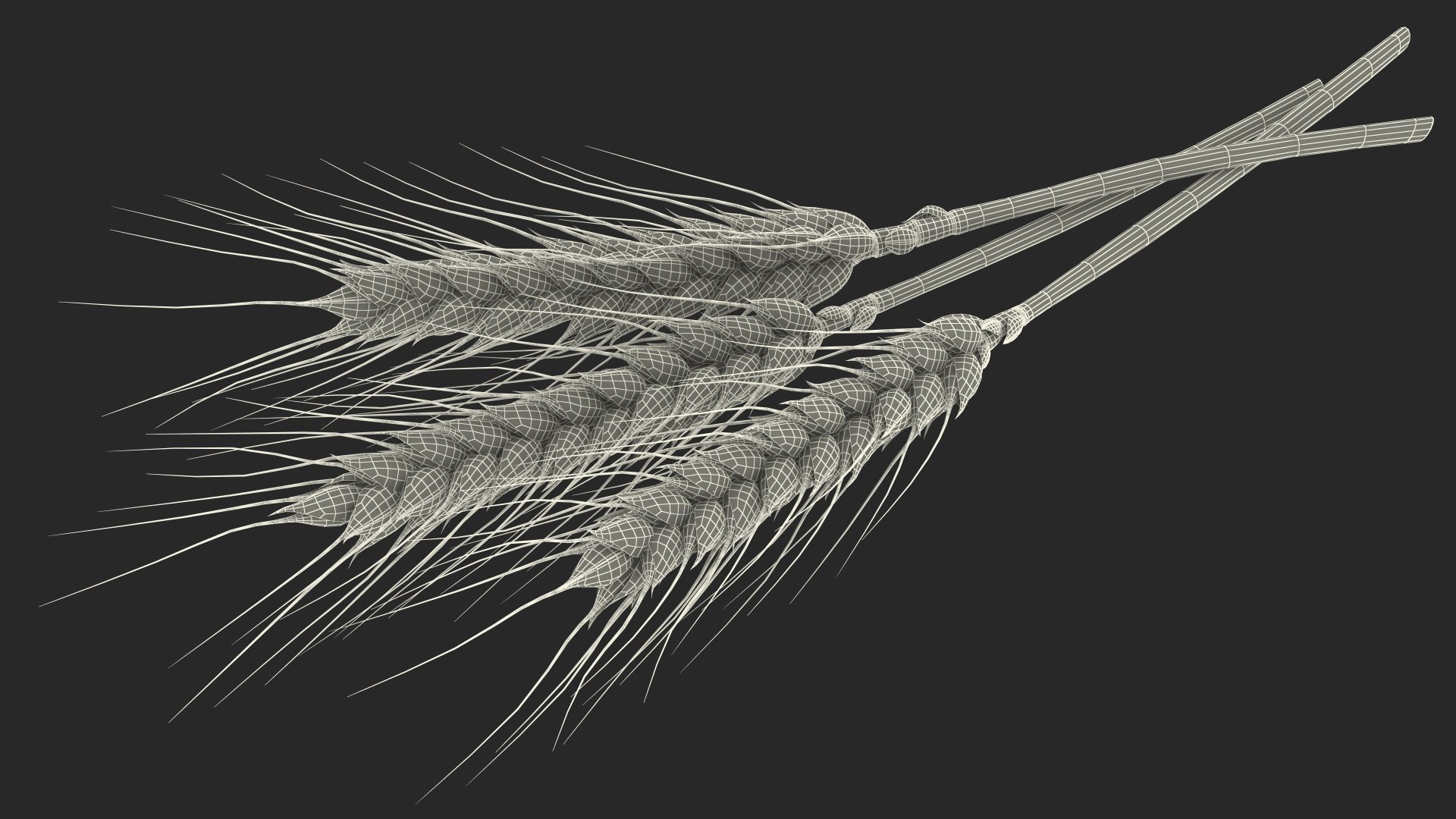 3D wheat 2 model https://p.turbosquid.com/ts-thumb/DL/9Qpjw7/Y1wWJ52R/wheatcollection23dsmodel034/jpg/1599716788/1920x1080/fit_q87/78f5718245938a104067007d3756e20e564633a9/wheatcollection23dsmodel034.jpg