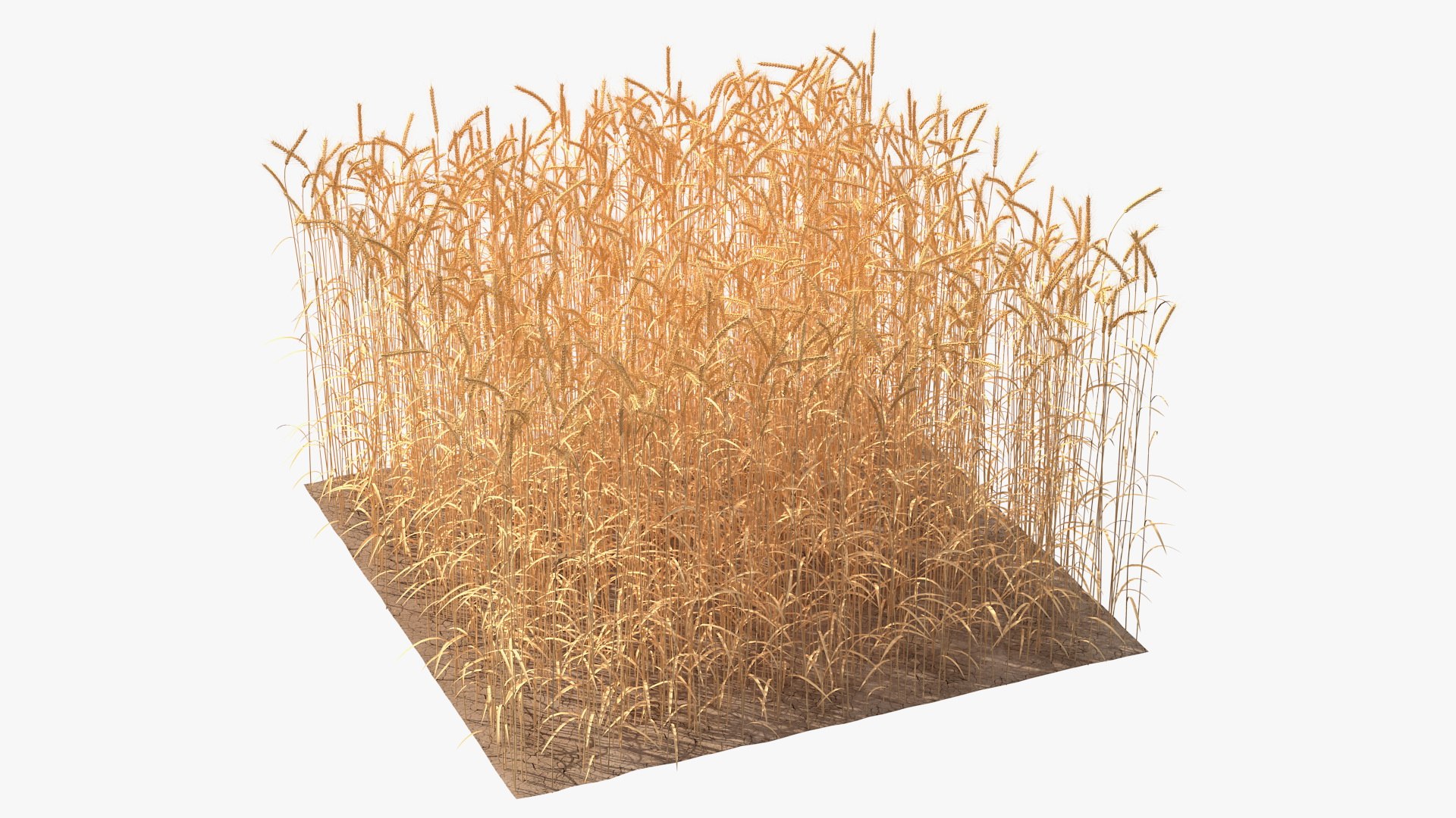 3D wheat 2 model https://p.turbosquid.com/ts-thumb/DL/9Qpjw7/ejVj6ZFw/wheatcollection23dsmodel002/jpg/1599716701/1920x1080/fit_q87/1da4373e371c3dfe6f1fdfd9f5cae7219ad94f4e/wheatcollection23dsmodel002.jpg